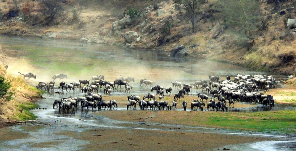 The Eastern Serengeti