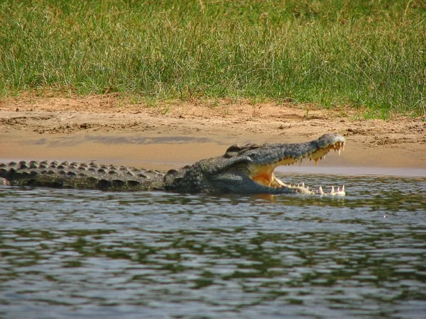 The Nile crocodile 