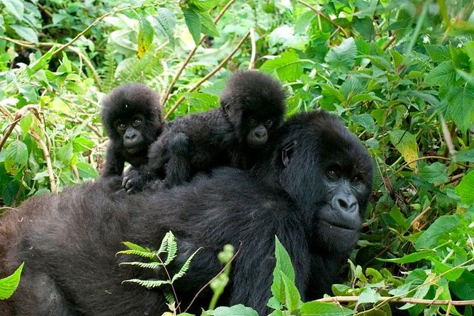 Fly In safaris in Uganda