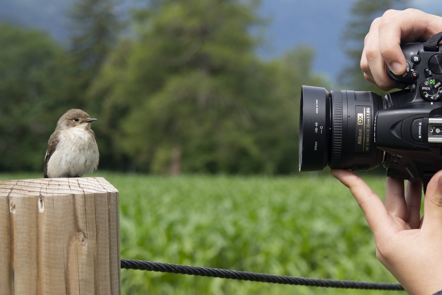 Essentials for beginner bird watchers