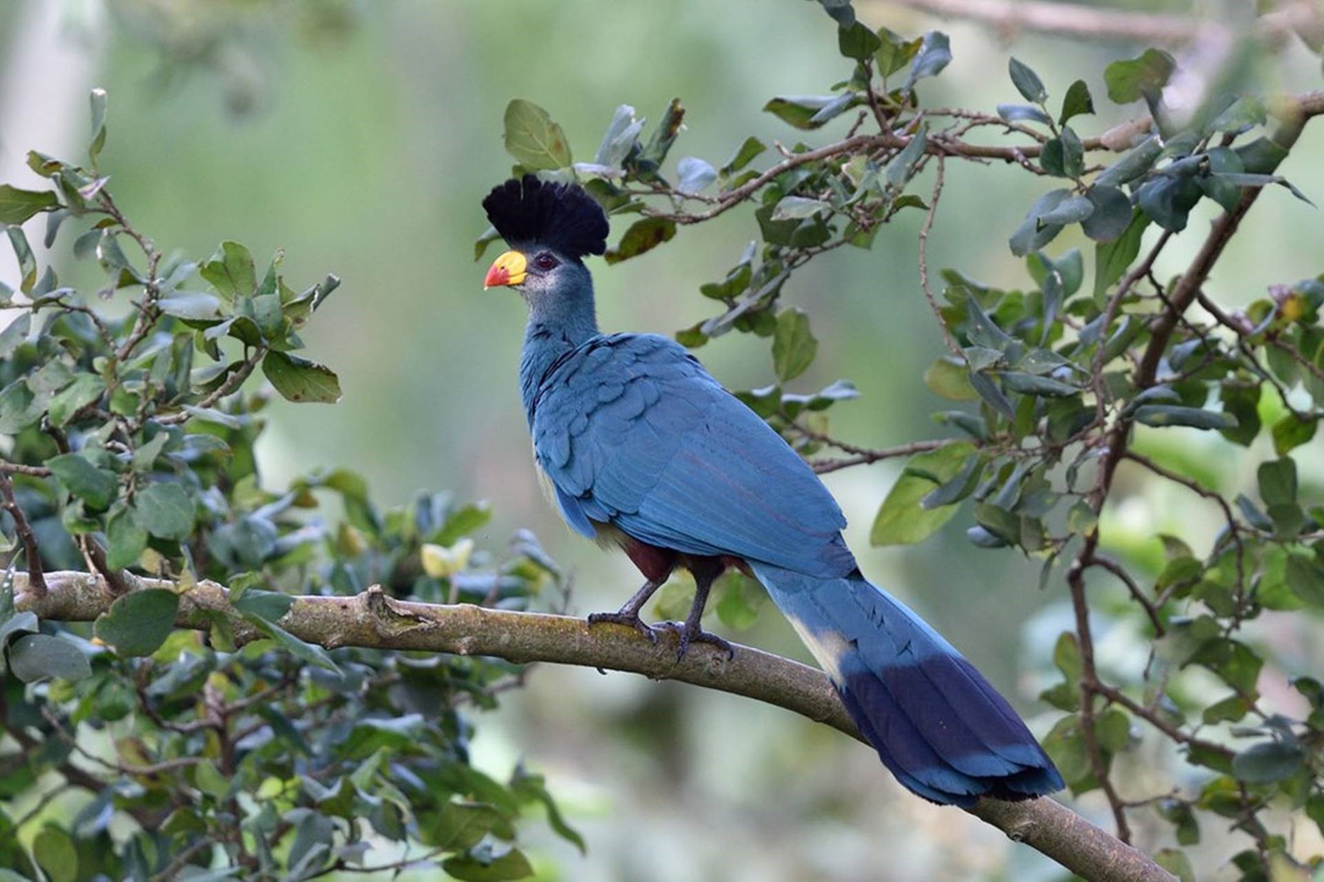 5-Day Uganda Birding Safari