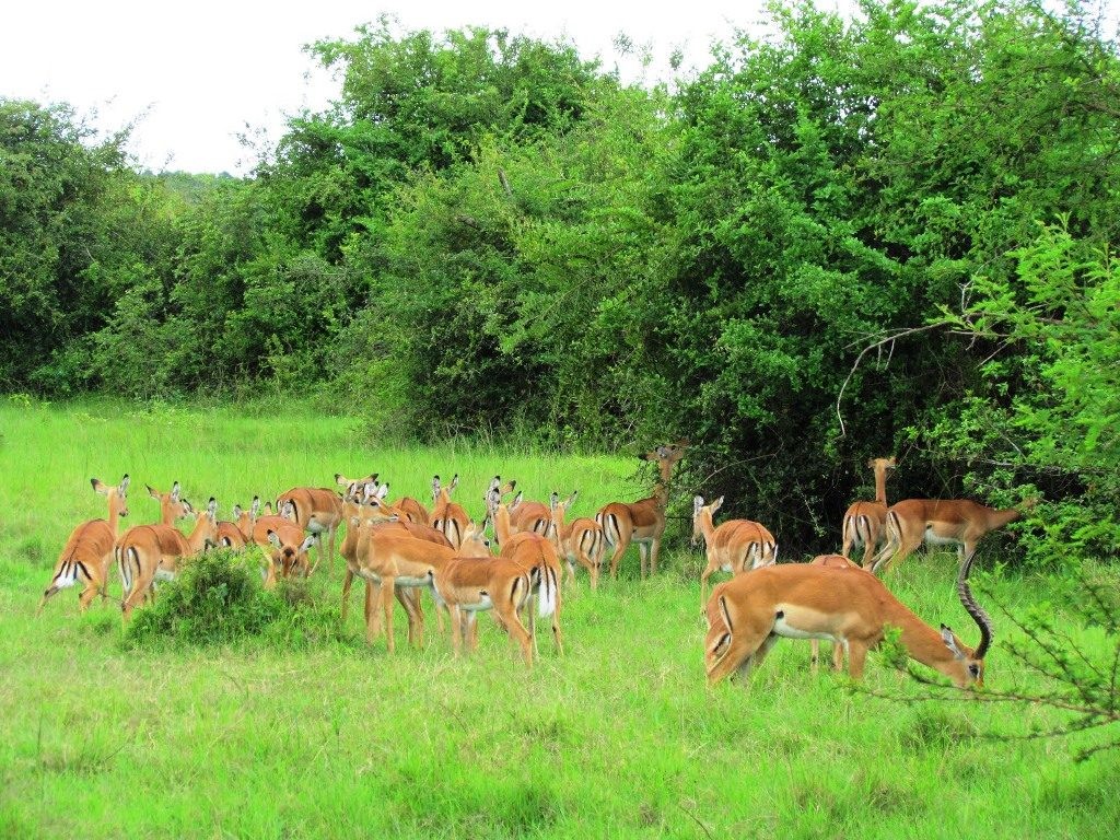 The 1-Day Lake Mburo safari