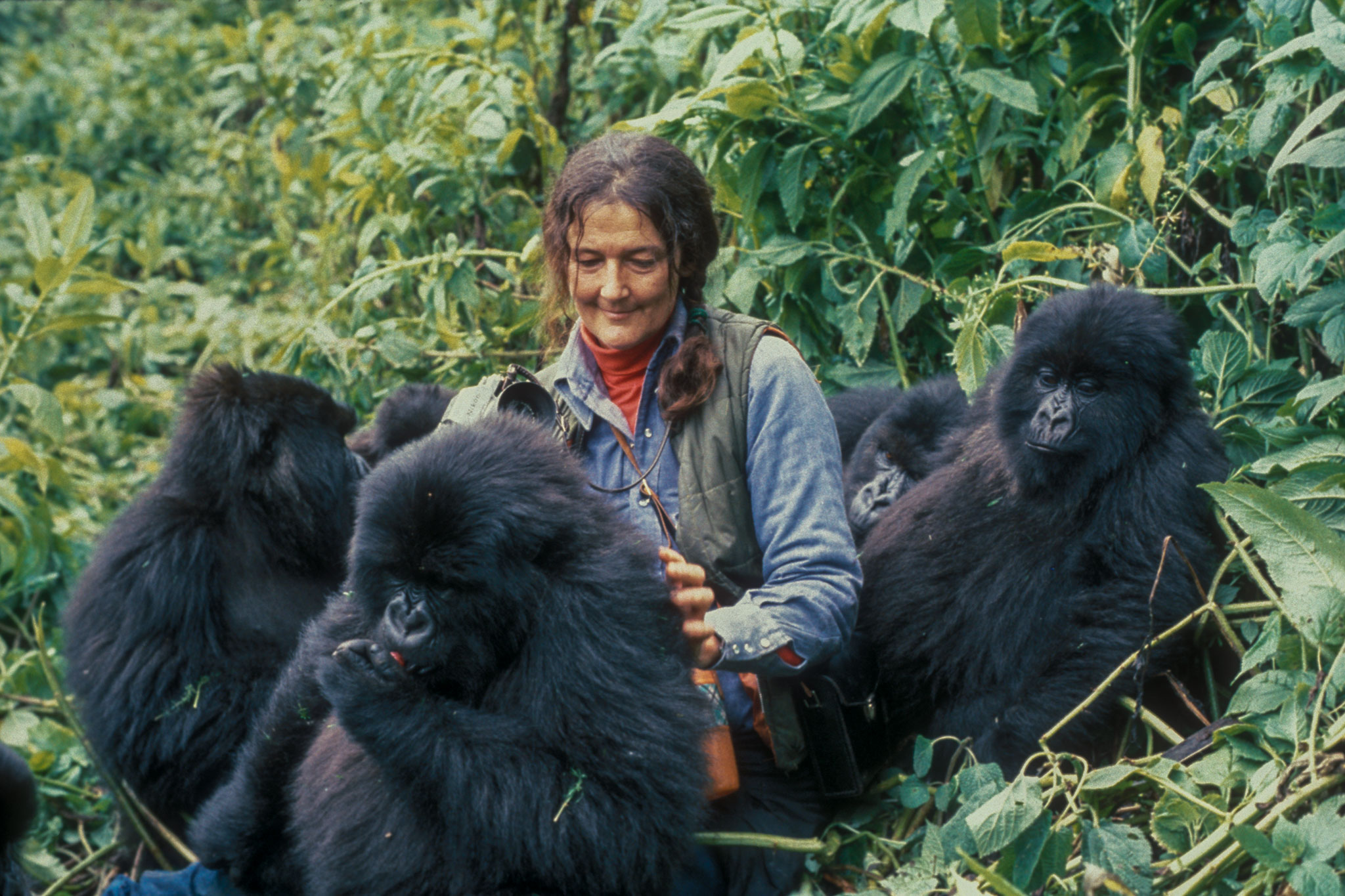 The History of Gorilla Tourism
