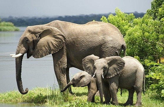 The Big 5 safari in Uganda