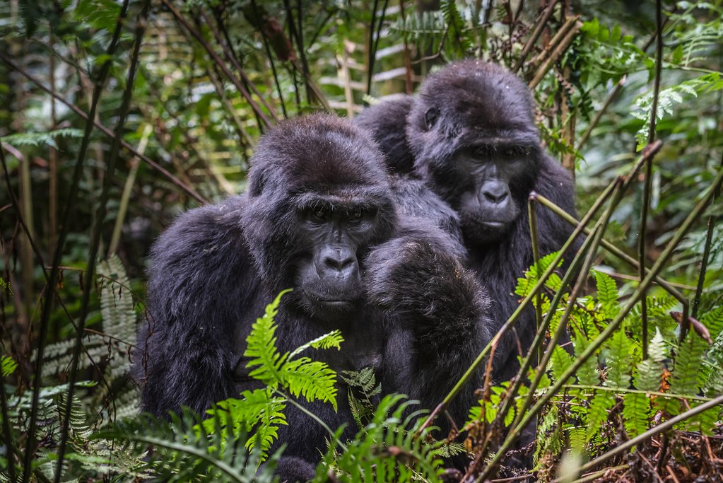 The History of Gorilla Tourism