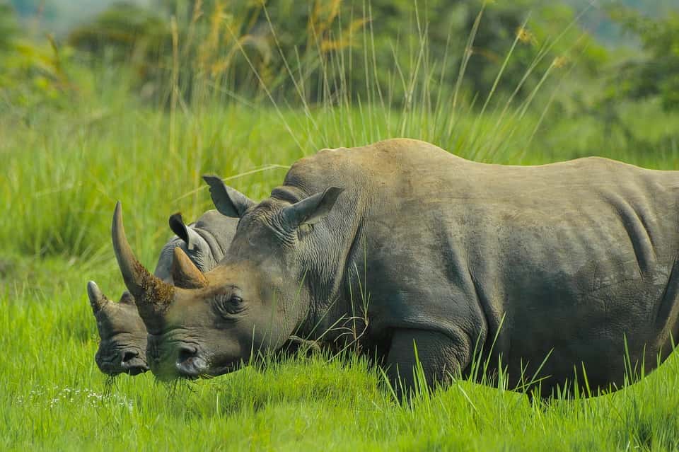 The Big 5 safari in Uganda