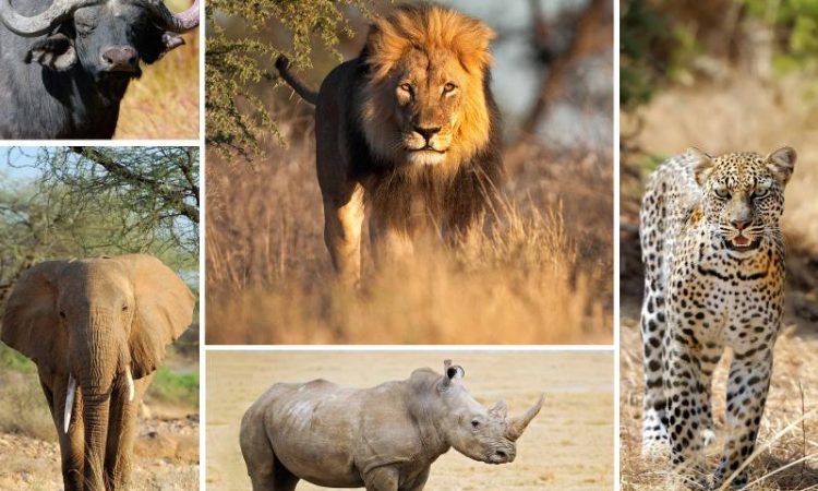 The Big 5 safari in Uganda