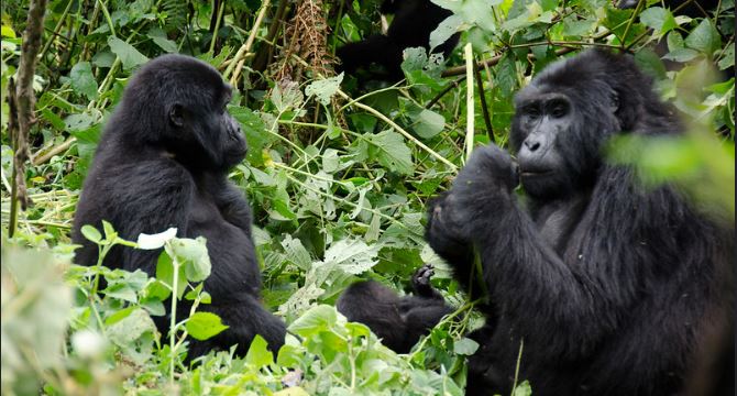 Age limit for gorilla trekking