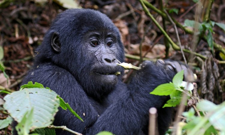 Useful tips on planning a gorilla trekking safari in Uganda
