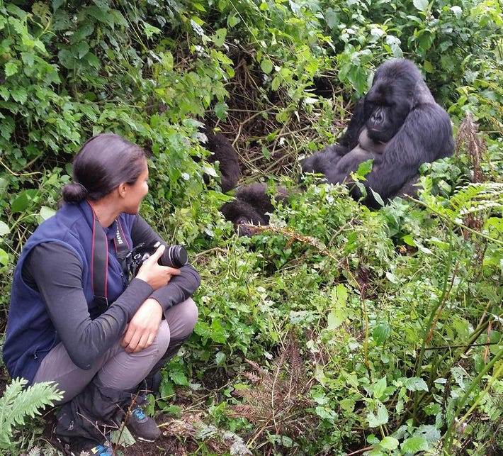 The Gorilla Habituation Experience on a Uganda Safari