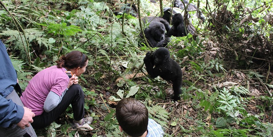 The Gorilla Habituation Experience on a Uganda Safari