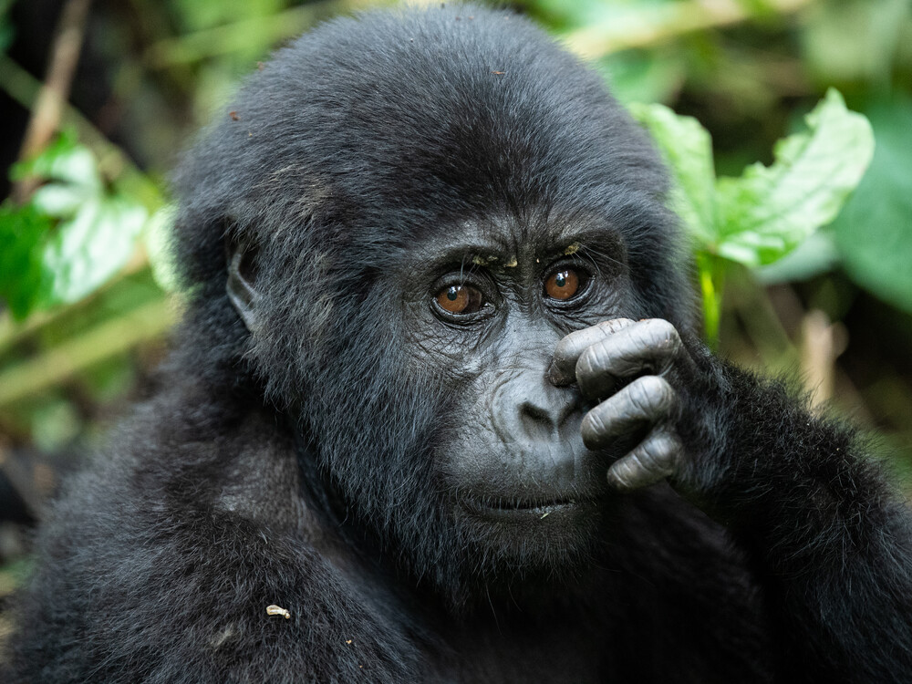 Useful tips on planning a gorilla trekking safari in Uganda