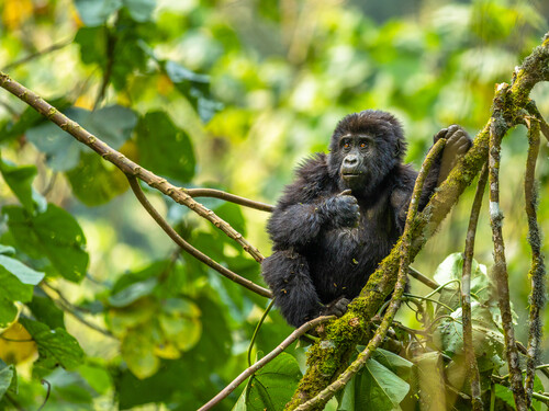 Useful tips on planning a gorilla trekking safari in Uganda