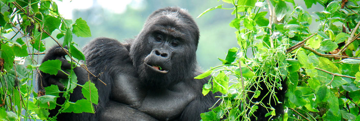 Gorilla families in Uganda-Gorilla trekking in Uganda