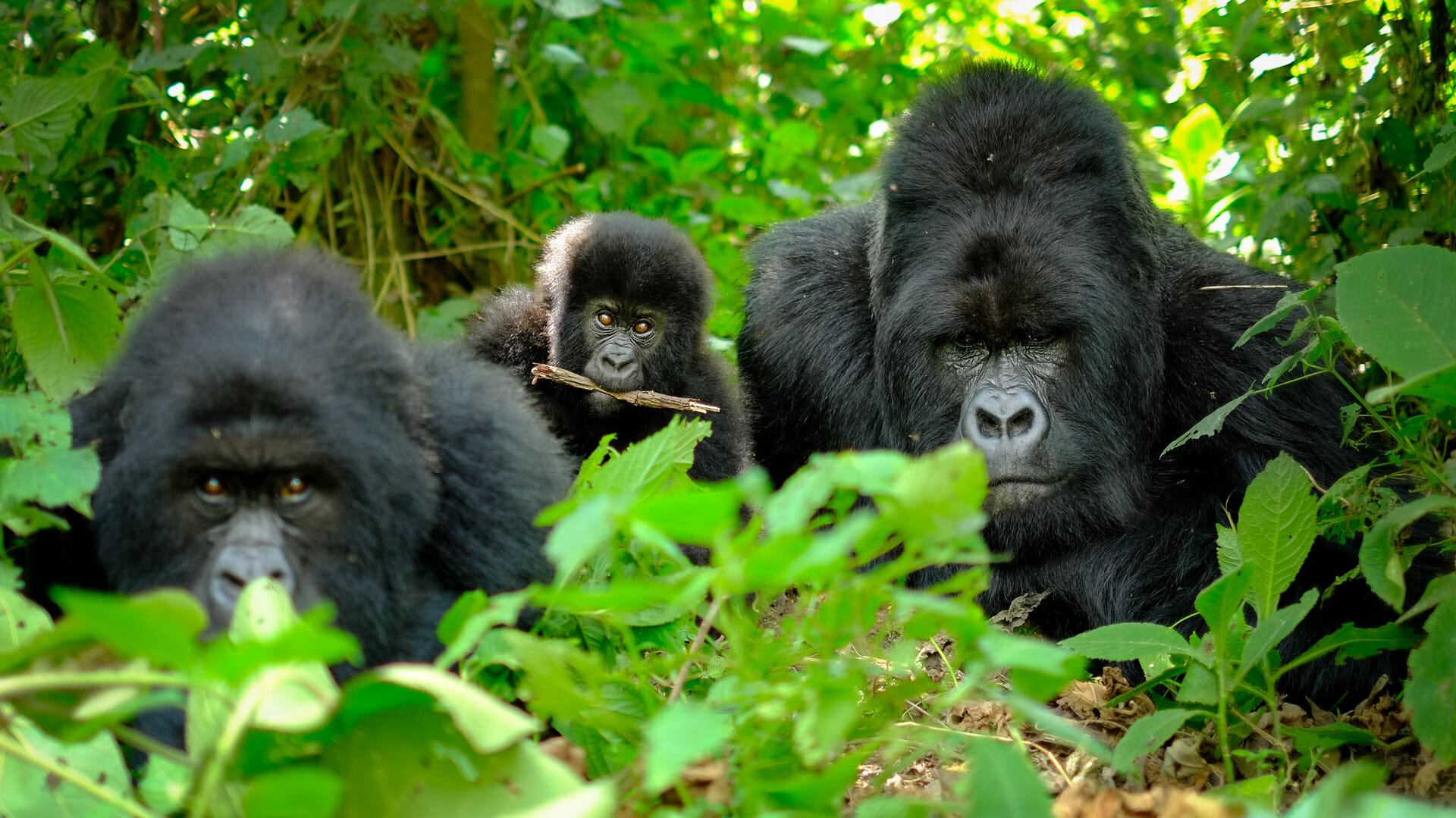 Gorilla trekking tours-Uganda Safaris-and Gorilla safaris