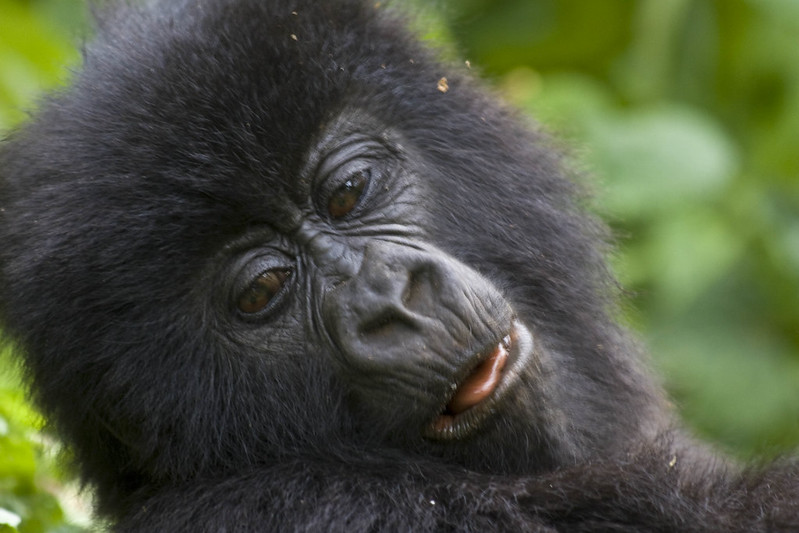 5-Days Uganda Gorilla Trekking safari