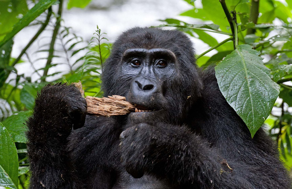 Nkuringo gorilla sector-Bwindi Forest-Gorilla safaris and tours