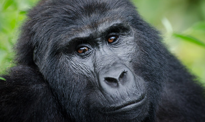 Best gorilla trekking company in Uganda and Rwanda
