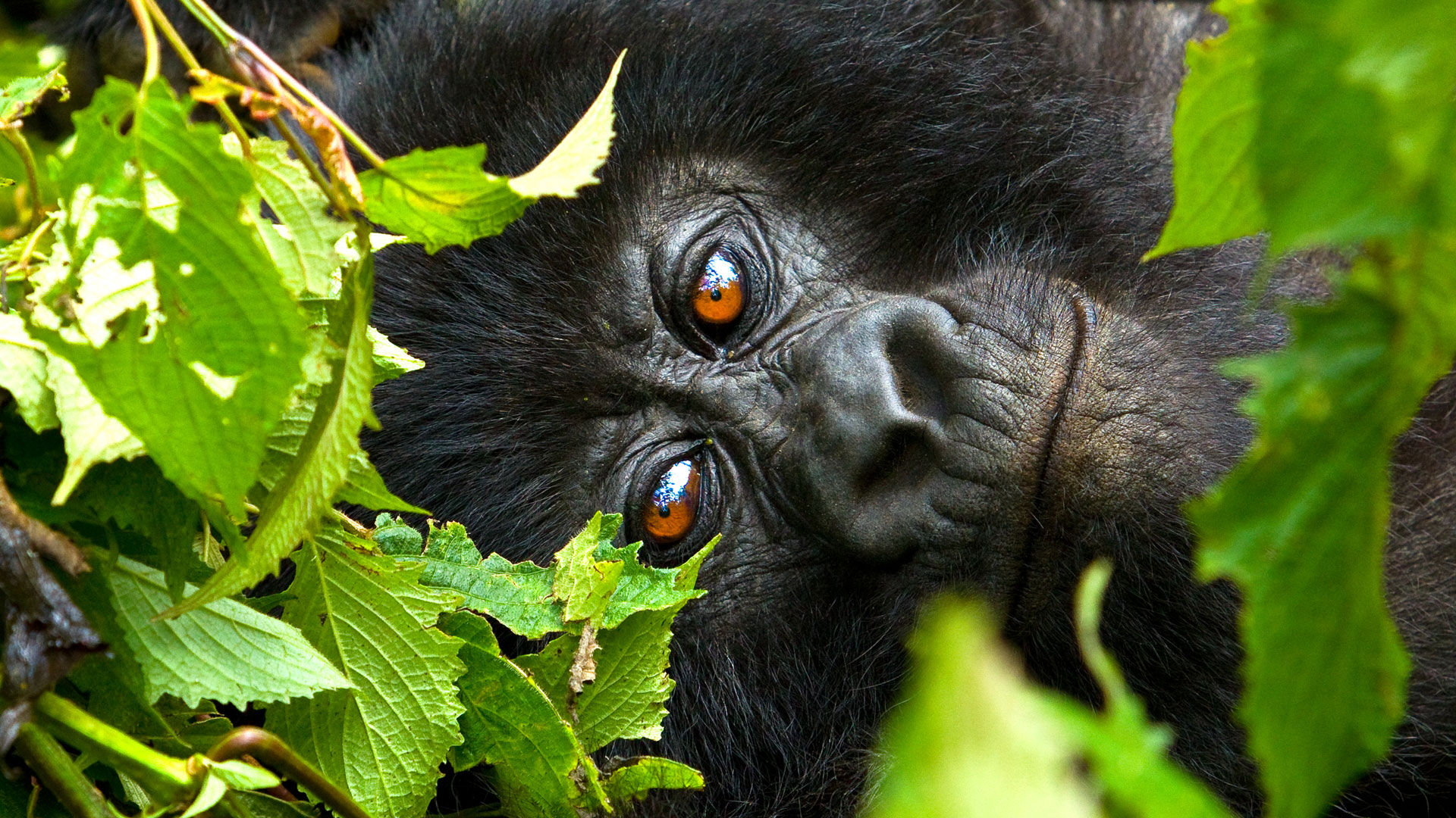 What you should know about seasons when planning a gorilla safari in Uganda
