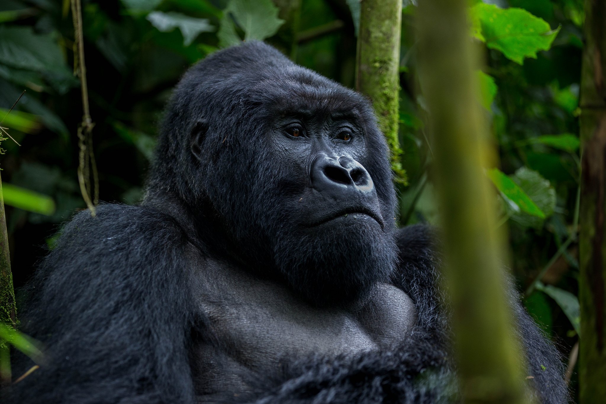 Gorilla families in Congo