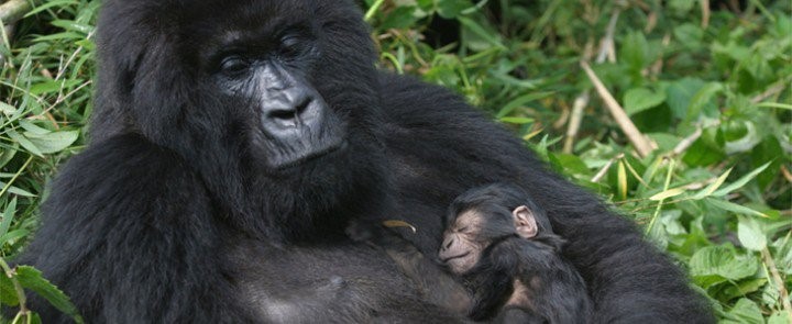 Nkuringo gorilla sector-Bwindi Forest-Gorilla safaris and tours