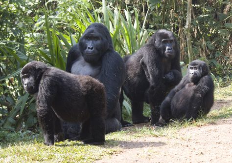 Gorilla families in Uganda-Gorilla trekking in Uganda