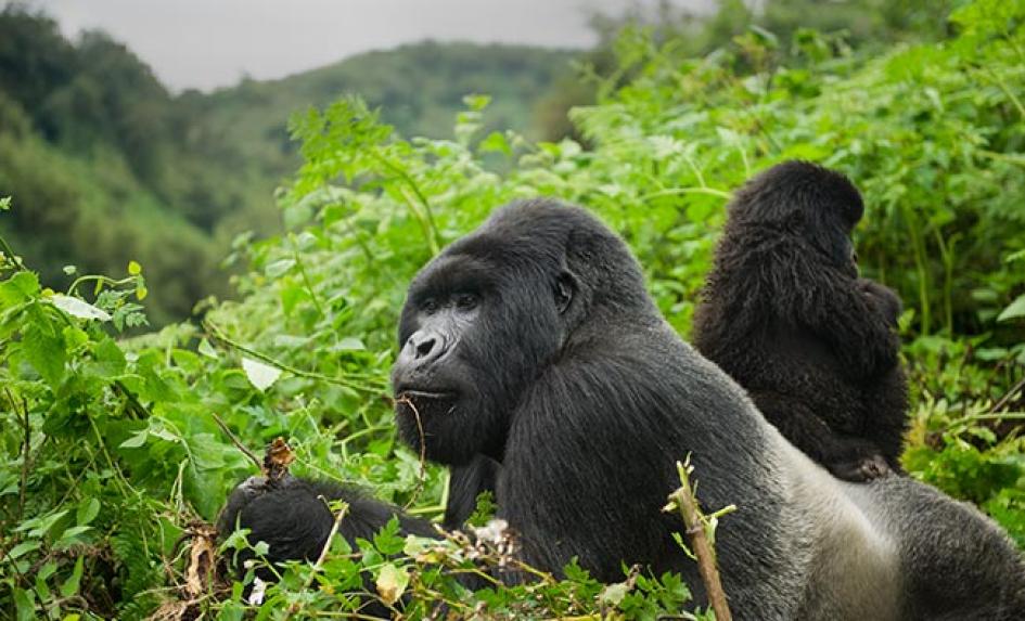 Gorilla trekking safari in Rwanda-Rwanda safari