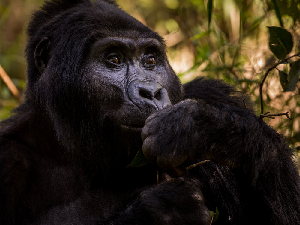 How long does gorilla trekking last? Is it difficult?