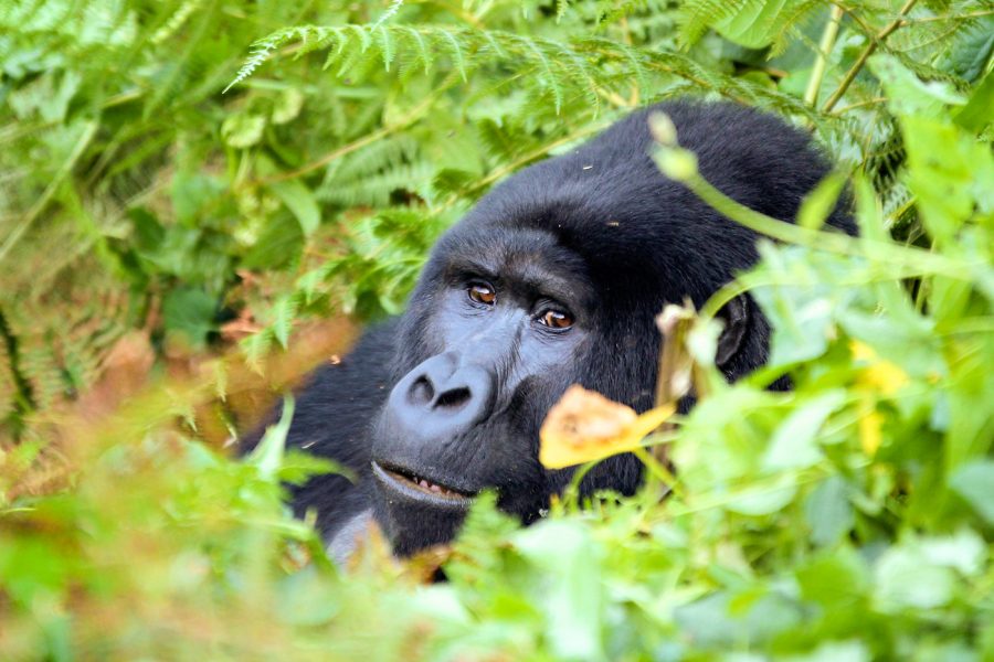 Booking a gorilla trekking safari on Christmas Day