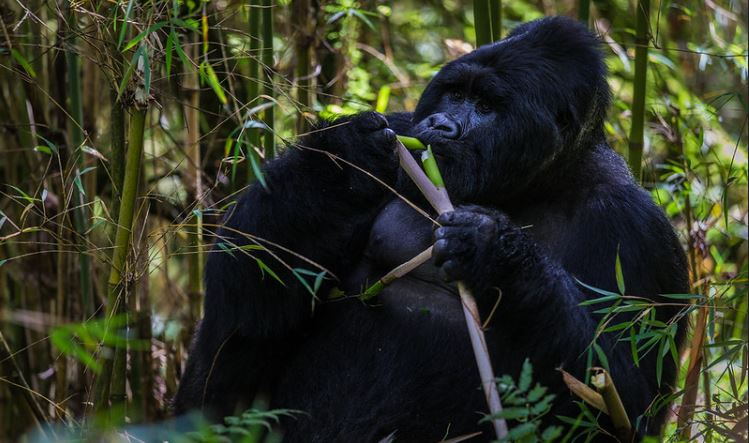 Luxury gorilla trekking safari in Uganda