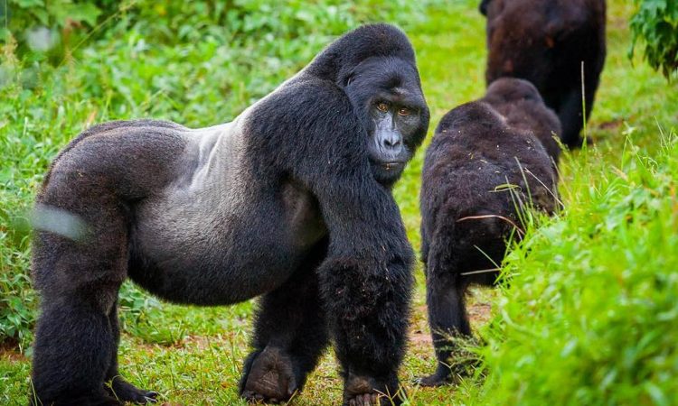 Gorilla trekking and golden monkey trekking in Rwanda
