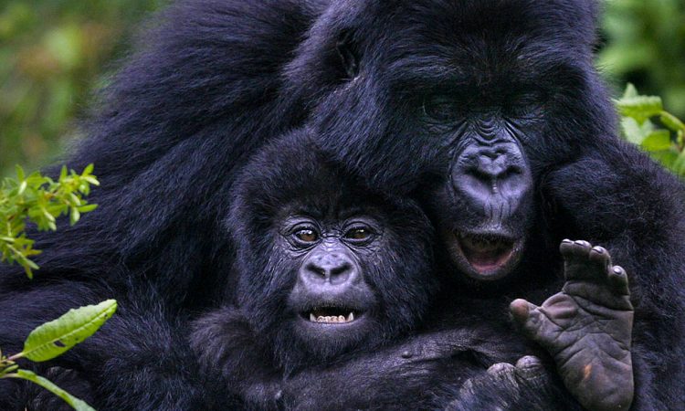 Gorilla Trekking in Rwanda | What Time Does it Start