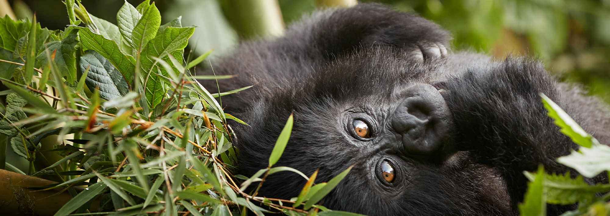 Double gorilla trekking in Uganda and Rwanda