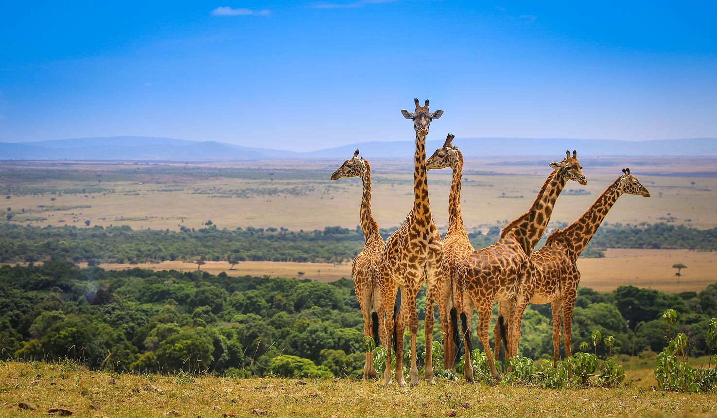 Traveling solo to Kenya on a wildlife safari