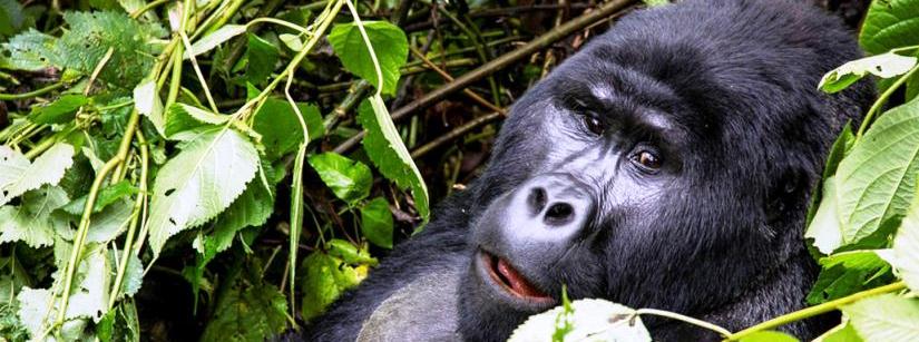 Double gorilla trekking in Uganda and Rwanda