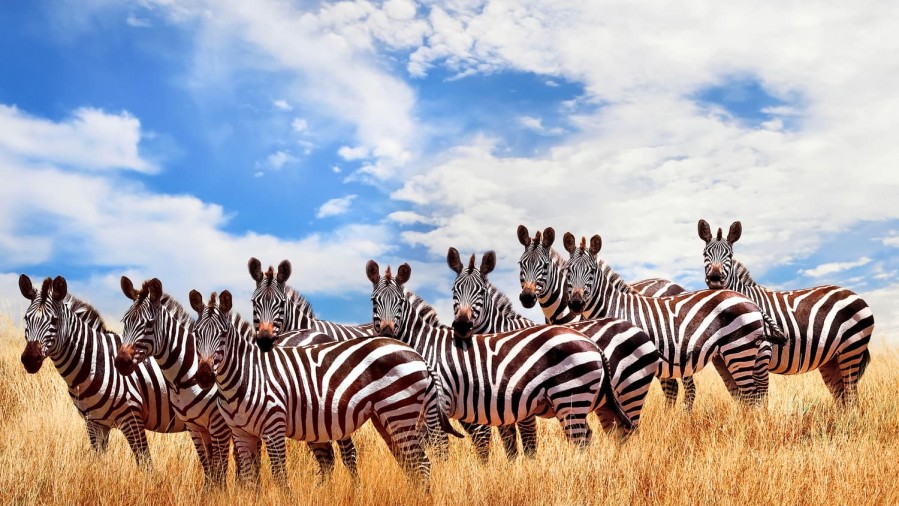 Maasai Mara National Park in Kenya
