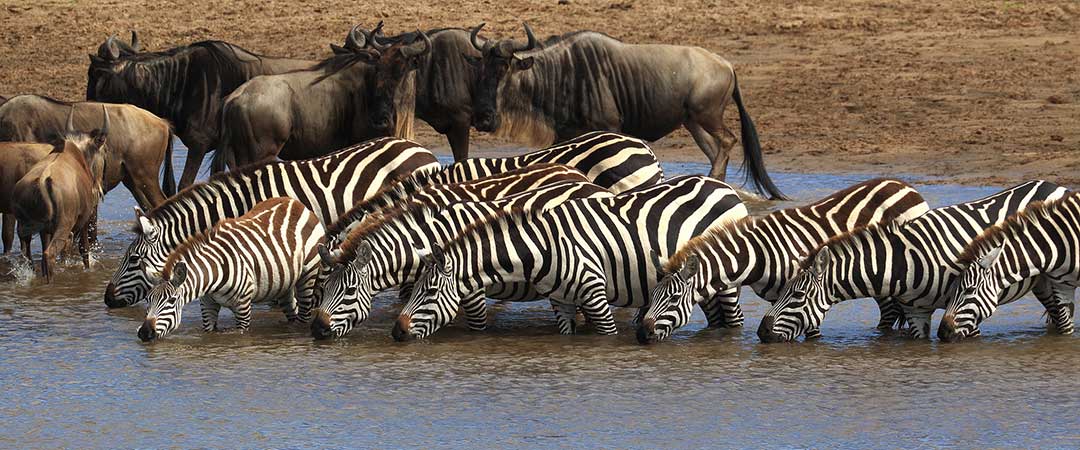 Tanzanias Serengeti National Park