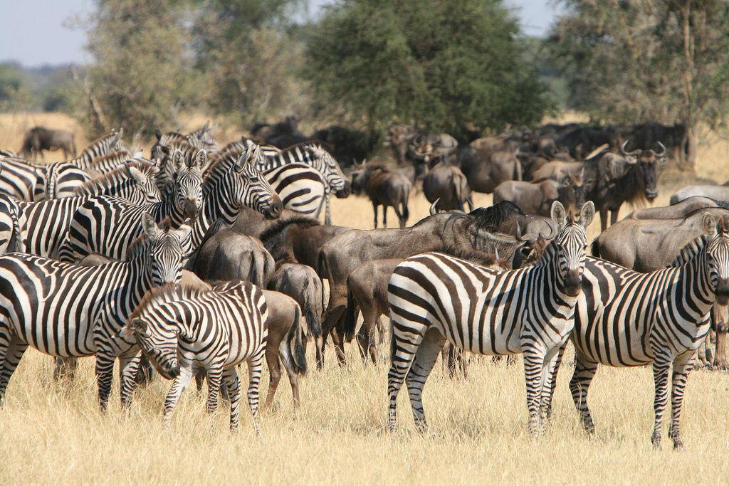 Wildlife Safaris in Tanzania