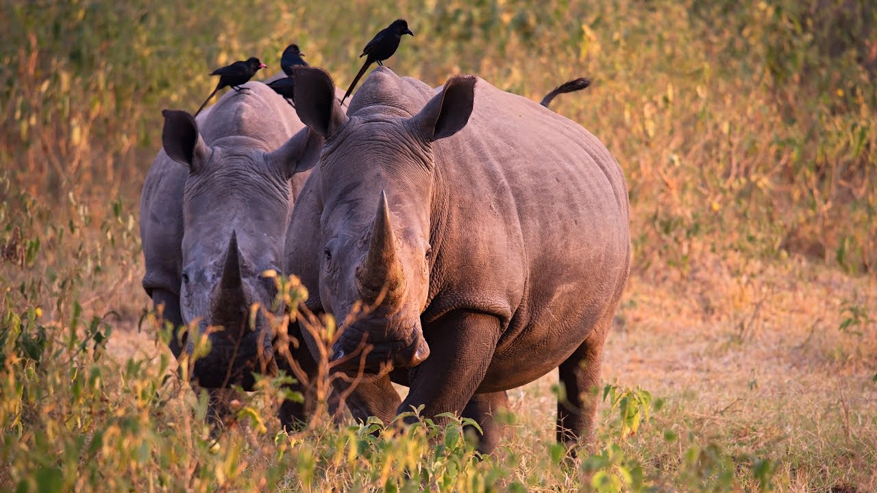 Rhino tracking at Ziwa rhino sanctuary