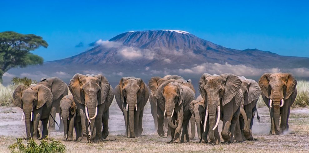 Exploring Kenya's Most Visited National Parks