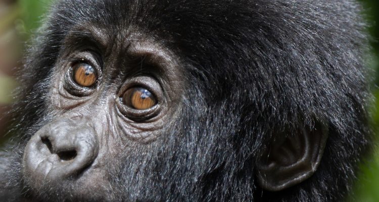Best time of the year to go Gorilla Trekking in Uganda
