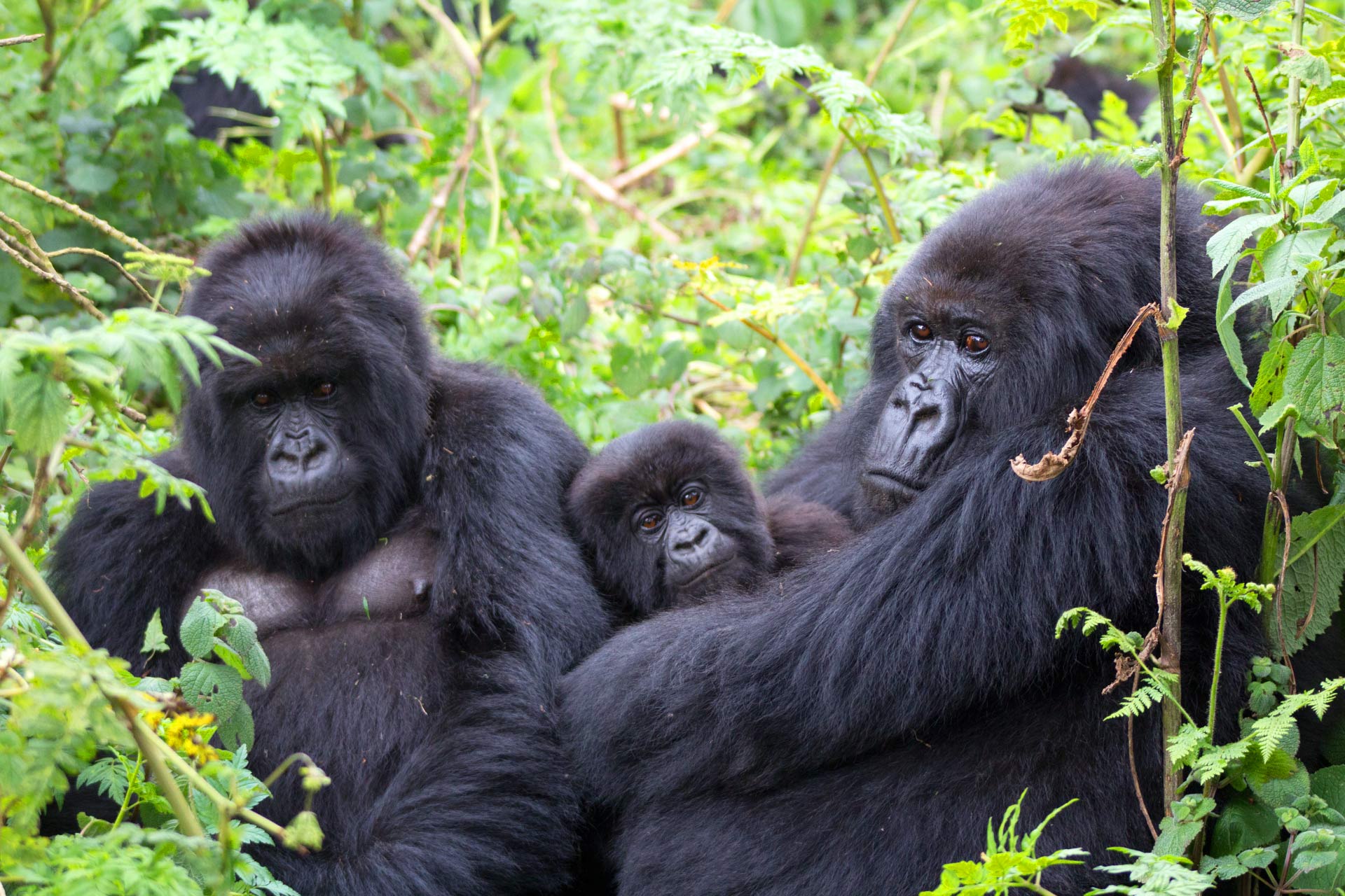 Gorilla Trekking for Couples on Honeymoon in Uganda