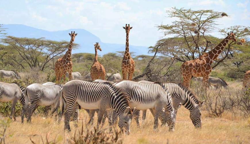A budget honeymoon safari in Kenya