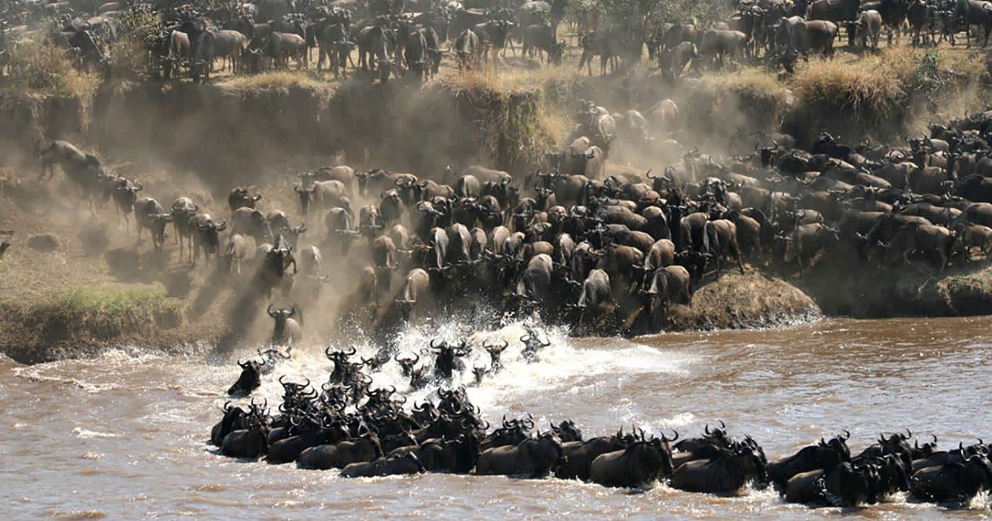 wildebeest migration safari kenya