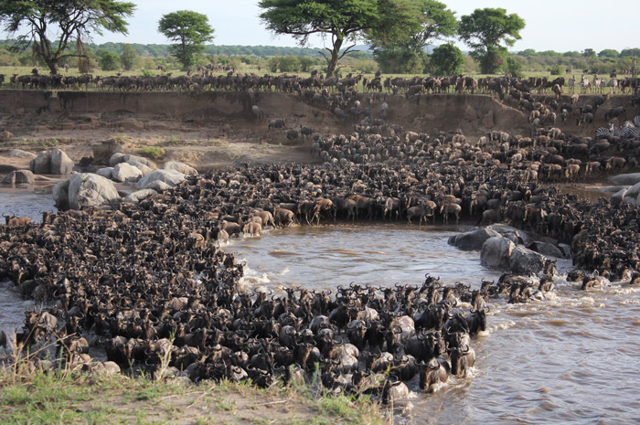 The Great Wildebeest Migration Safari in Kenya 2024 | Best wildlife tours and trips in Kenya 2024