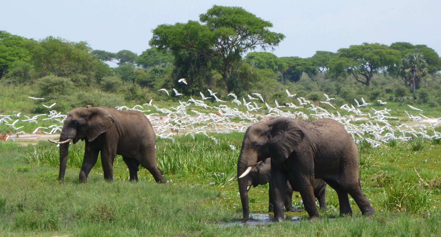 Murchison Falls National Park Safari 2024 | Best tour in Uganda