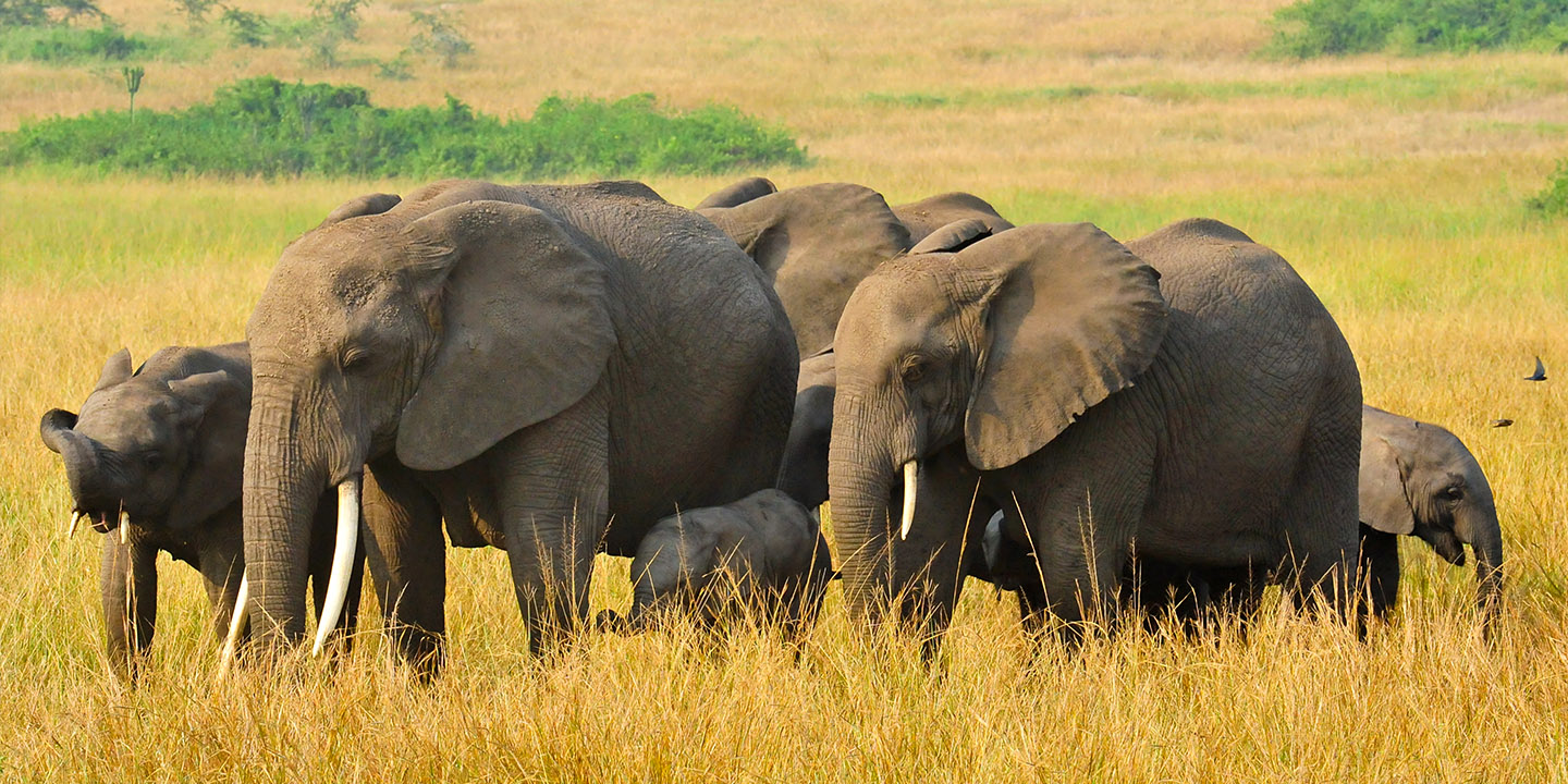 Wildlife Safaris in Uganda 2024 | Best Uganda safari 2024