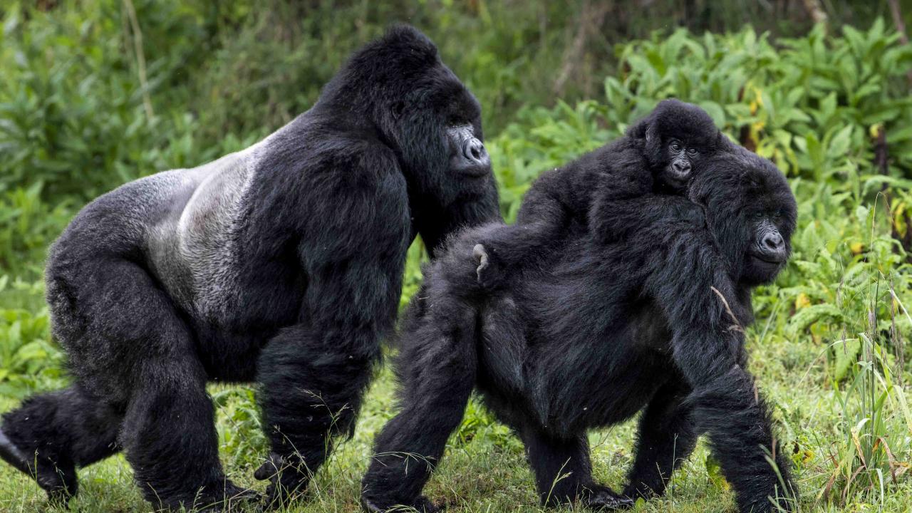 Gorilla Trekking in Rwanda 2024 | Rwanda gorilla safari in 2024