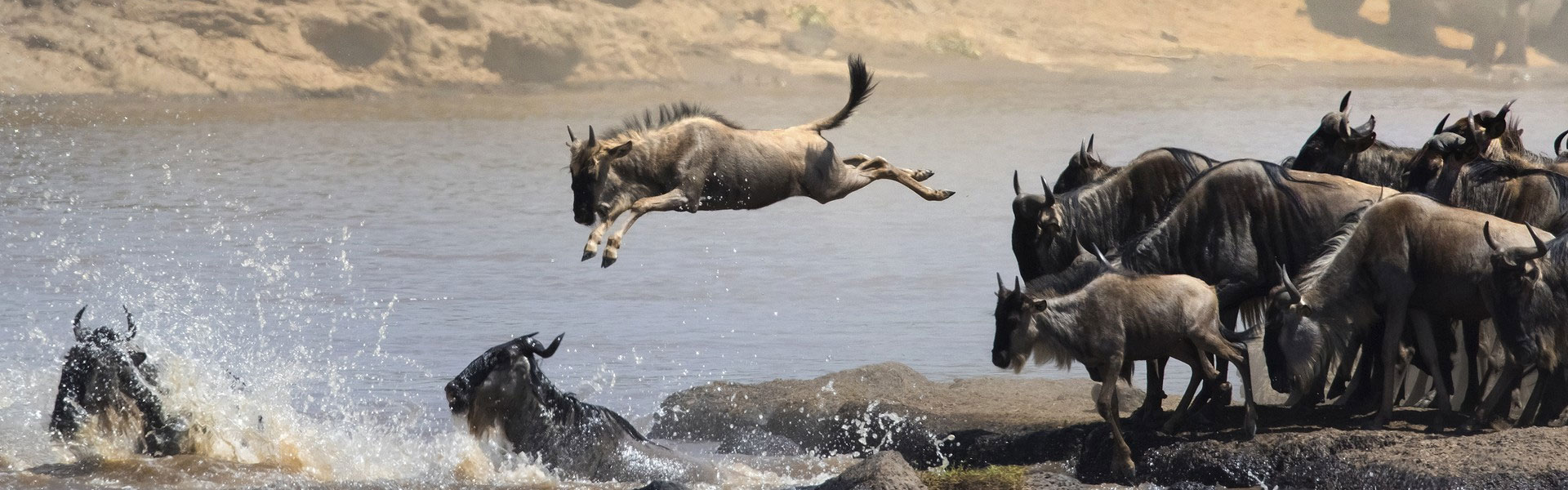 The Great Wildebeest Migration Safaris 2024-2025