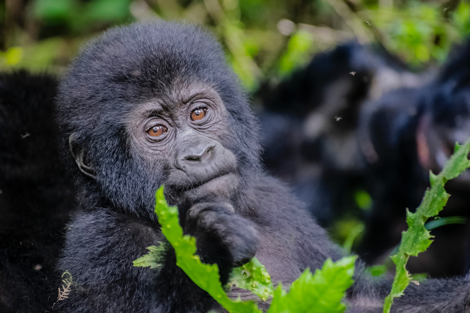 4 reasons to choose Uganda as your next safari destination
